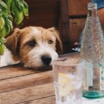 Wie lange kann ein Hund ohne Wasser aus