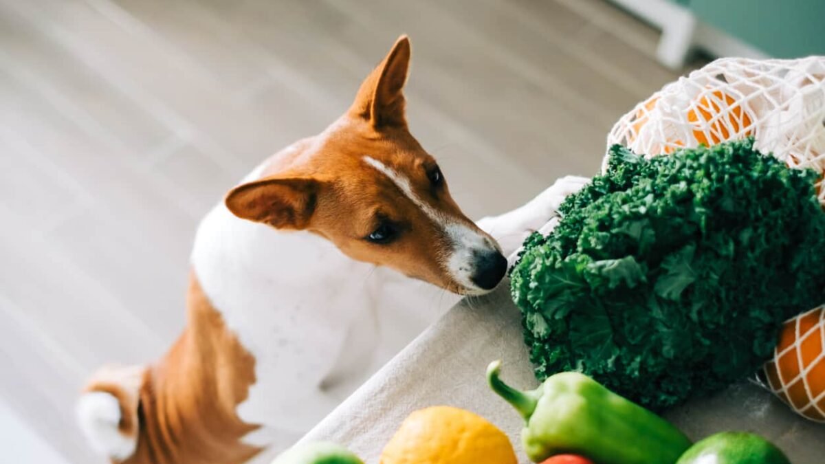 groenten voor de hond